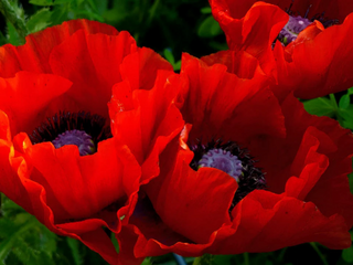 POPPY ORIENTAL RED 'BEAUTY OF LIVERMERE' <br>Papaver orientale