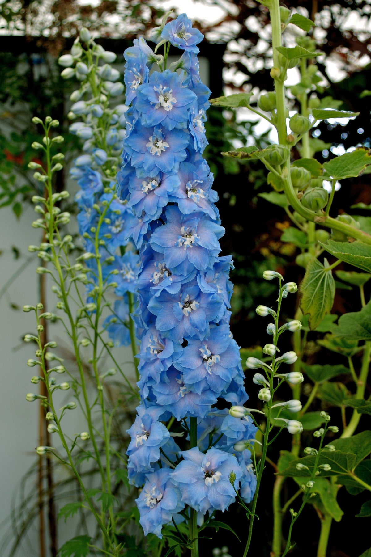 Delphinium grandiflorum DELPHINIUM SKY BLUE White Bee – Ferri Seeds