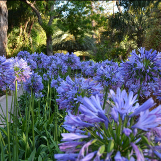GIANT FORM LILY OF THE NILE Agapanthus africanus