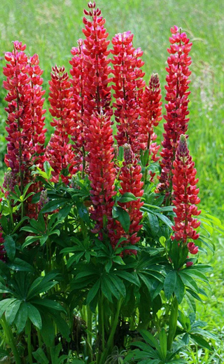 RED LUPIN My Castle Lupinus polyphyllus
