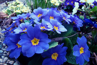 BLUE ENGLISH PRIMROSE <br>Primula wanda