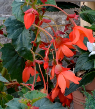 BEGONIA FERRUGINEA Largest Up To 3 Meters Tall!