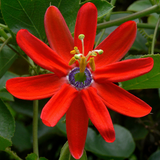 PASSION FLOWER VINE Sweet Calabash, Passiflora manicata