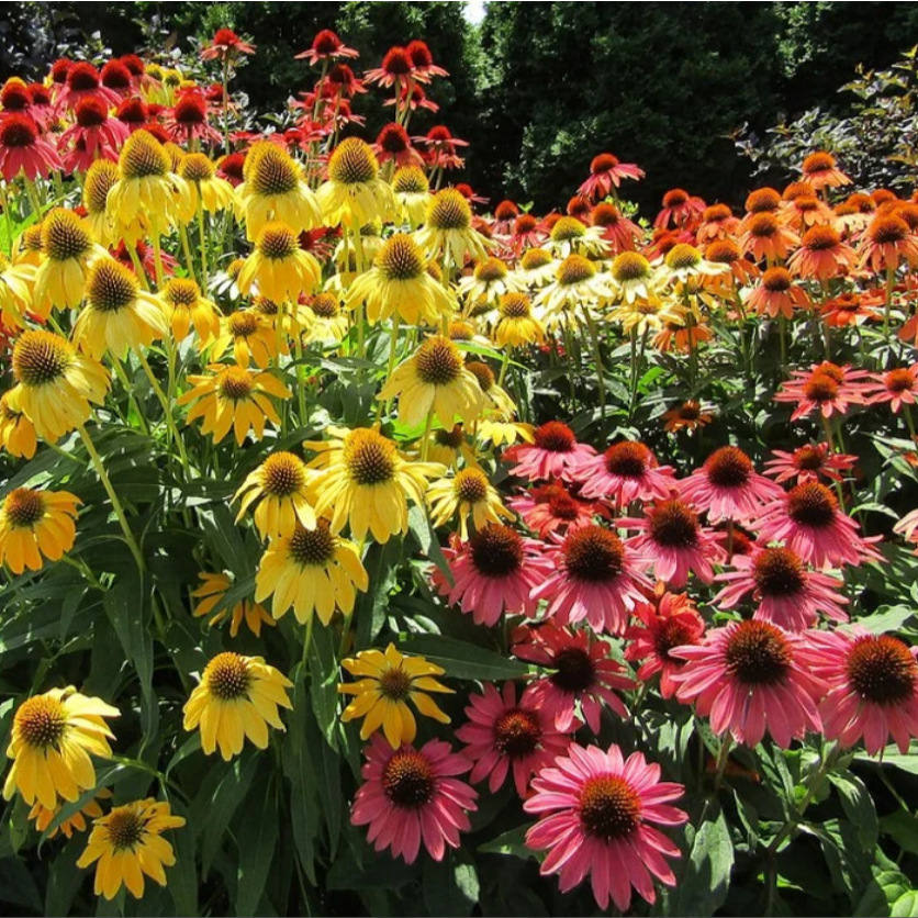 MIXED COLORS CONEFLOWER, Cheyenne Echinacea – Ferri Seeds