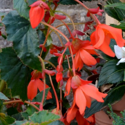 LARGEST BEGONIA Up To 3 Meters Tall! Ferruginea