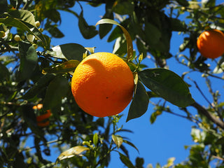 Poncirus trifoliata <br>HARDY ORANGE Japanese Bitter Orange