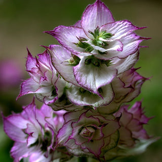 PINK SAGE Salvia sclarea var. turkestanica 'Vatican Pink'