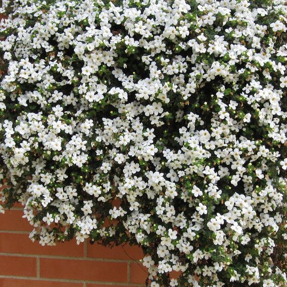 Graines De Bacopa Snowtopia - Fleurs Blanches - Sachet De 20 Graines - Pour Jardin, Balcon, Pot - Facile à Cultiver