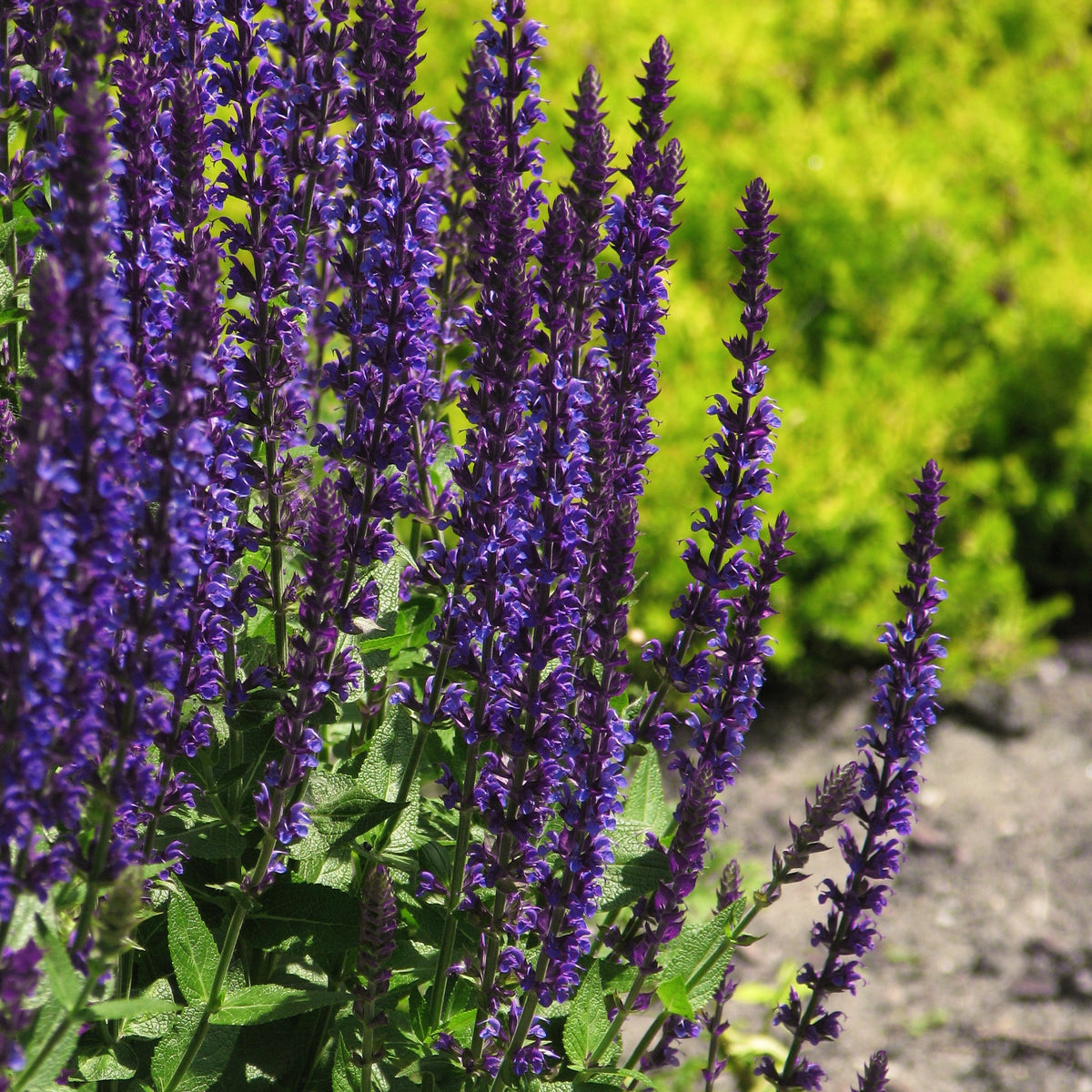 WOODLAND SAGE 'Salvatore Blue' Salvia nemorosa – Ferri Seeds