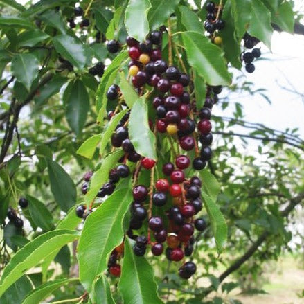 BLACK CHERRY, Mountain Wild Cherry, Prunus serotina