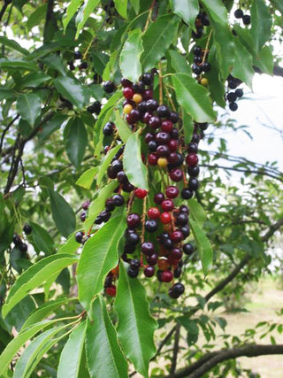 BLACK CHERRY, MOUNTAIN WILD CHERRY, RUM CHERRY <br>Prunus serotina