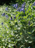 BUSH CLEMATIS Intergrifolia