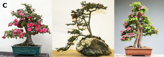 Grow your own bonsai, Acacia Bonsai Growing Kit - Bonsai Tree (Pty) Ltd.
