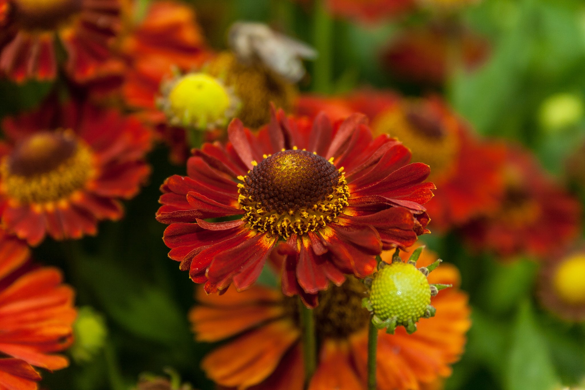 Helenium autumnale SNEEZEWEED MIX Hybrids – Ferri Seeds