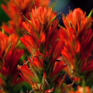 INDIAN PAINTBRUSH Castilleja coccinea (Sorry no USA sales for this item)