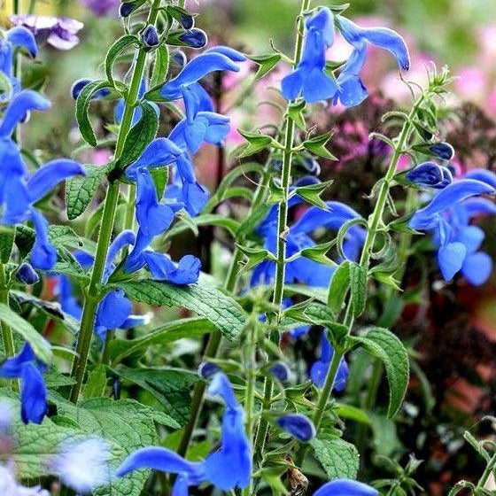 BLUE GENTIAN SAGE Salvia patens