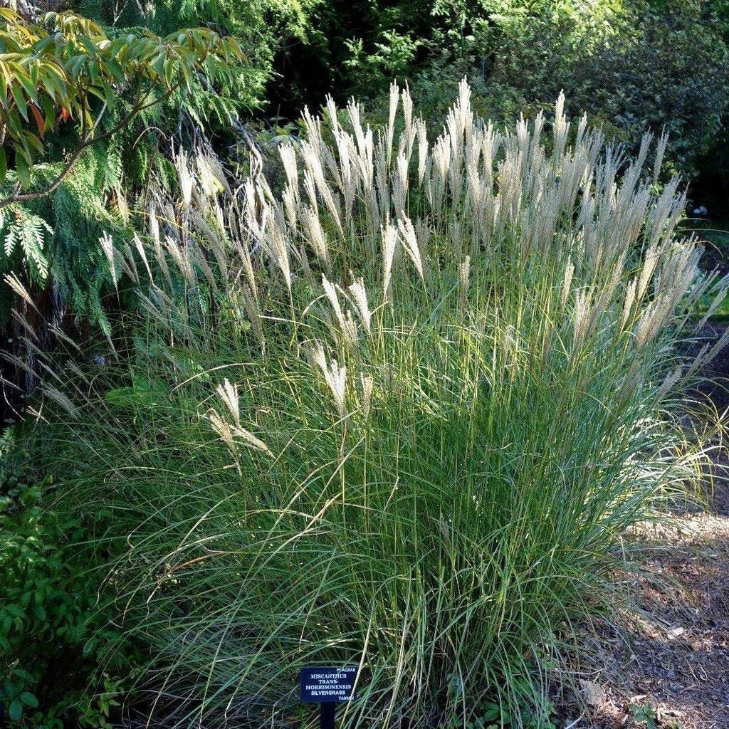 GRASS SILVER SILVERGRASS, FOUNTAIN GRASS Miscanthus sinensis – Ferri Seeds