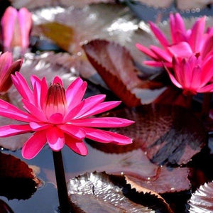 RED FLARE WATERLILY Nymphaea rubra