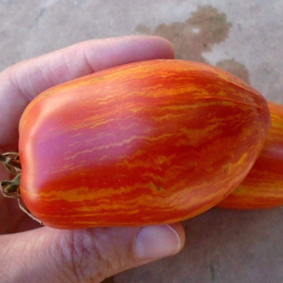 STRIPED ROMAN Heirloom Tomato