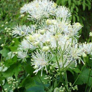 WHITE MEADOW RUE Thalictrum aquilegiifolium