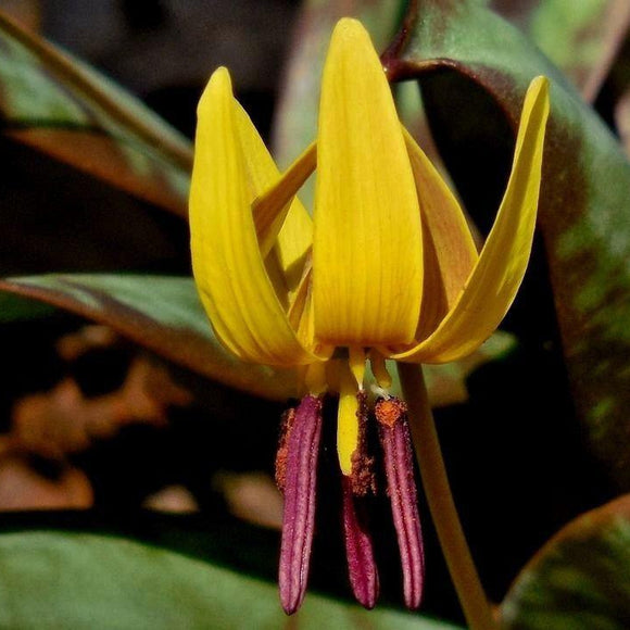 TROUT LILY, YELLOW FAWN LILY Erythronium revolutum