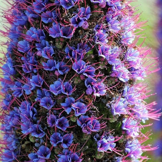 BLUE TOWER OF JEWELS Echium candicans