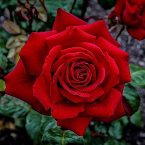 RED BUSH ROSE Rosa