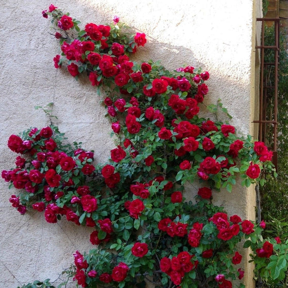 CLIMBING RED ROSE Rosa