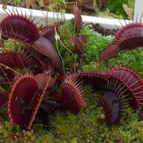 RED VENUS FLYTRAP Dionaea muscipula