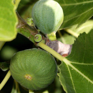 HARDY CHICAGO FIG! Ficus carica