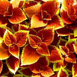 ORANGE SUNSET COLEUS Glowing Foliage Flower Colorful Shade Large Leaves 20 Seeds