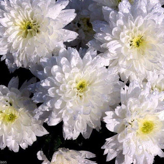 DOUBLE SHASTA DAISY Chrysanthemum fiona