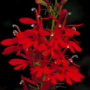 CARDINAL FLOWER Lobelia cardinalis