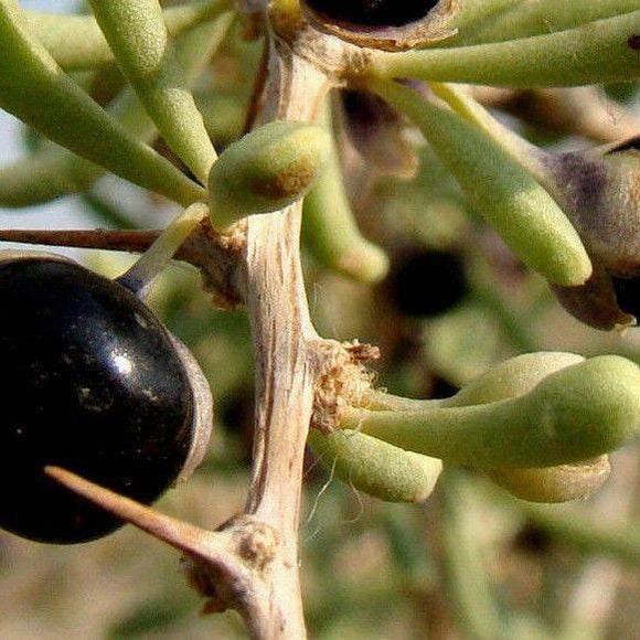 Lycium Ruthenicum BLACK GOJI Lycium ruthenicum – Ferri Seeds