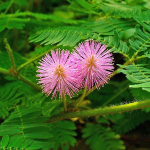 SENSITIVE PLANT MIMOSA, Touch Me Not, Mimosa pudica