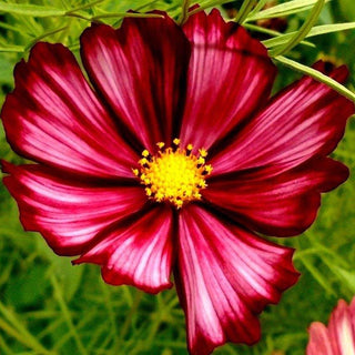 Stunning Rare VELOUETTE COSMOS! REDS Striped Patterned Border Picotee 30 Seeds