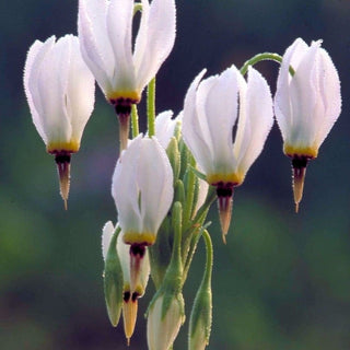 SHOOTING STAR WHITE Dodecatheon meadia