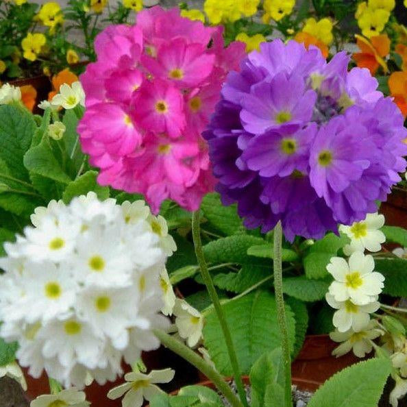 Primula denticulata DRUMSTICK PRIMROSE MIX – Ferri Seeds