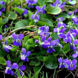 BLUE VIOLET Viola sororia