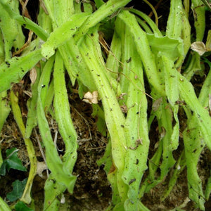 LONG LEAVED BUTTERWORT PIinguicula longifolia