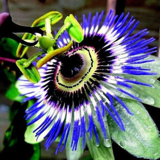 HARDY BLUE PASSION FLOWER Caerulea