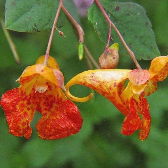 TOUCH ME NOT, JEWELWEED Impatiens capensis