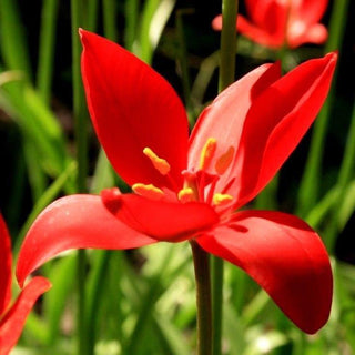RED WILD TULIP Tulipa sprengeri