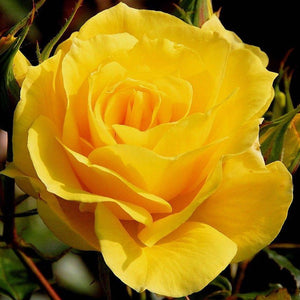 YELLOW BUSH ROSE Rosa