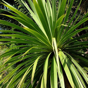 NEW ZEALAND TIE PALM Cordyline australis