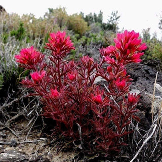 INDIAN PAINTBRUSH Castilleja indivisa (Sorry no USA sales for this item)