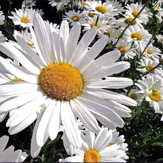 SHASTA DAISY Chrysanthemum maximum