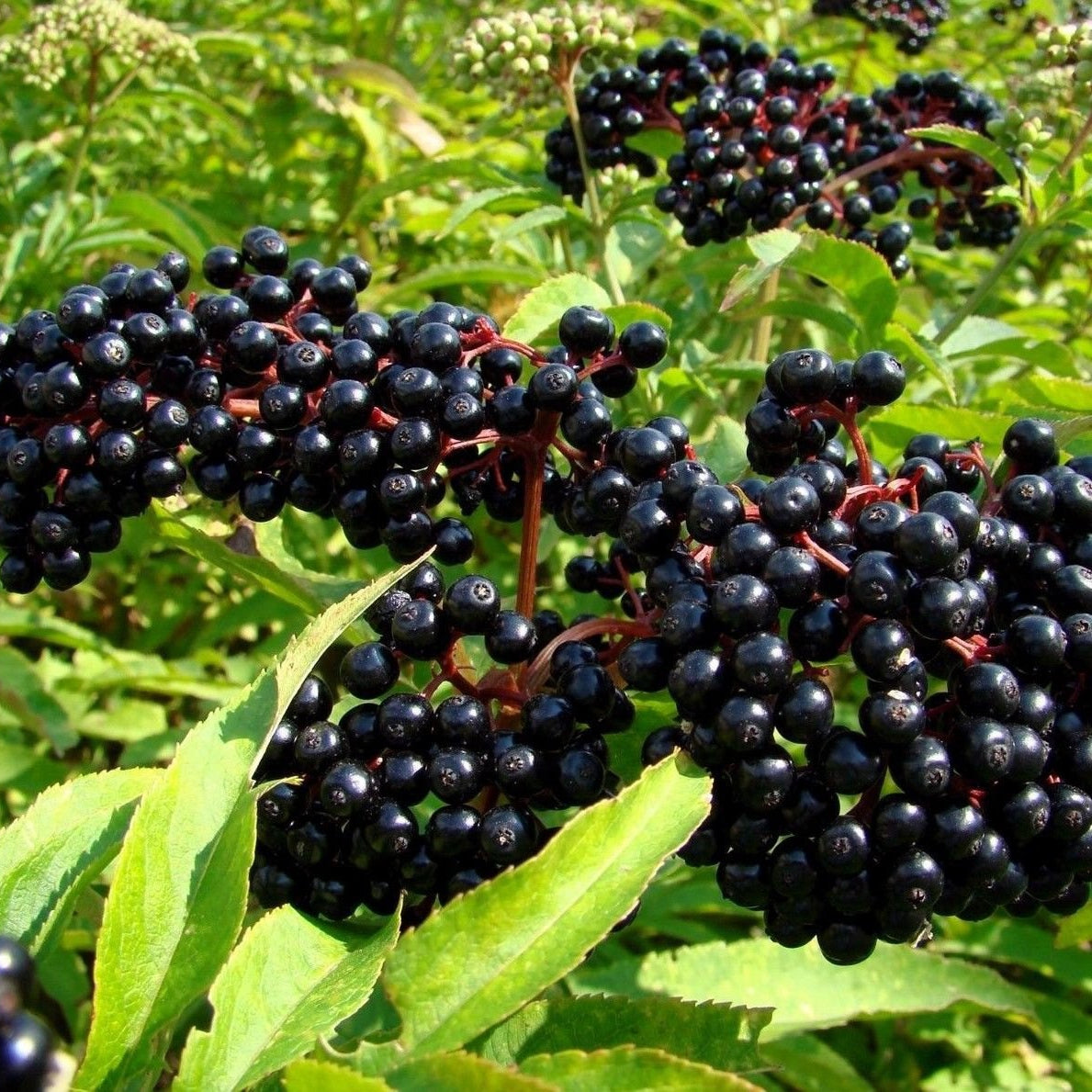 Sambucus nigra Black Lace® (Elderberry)