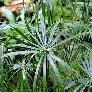 UMBRELLA PAPYRUS Sedge Palm, Cyperus alternifolius