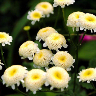 SNOWBALL FLOWER Chrysanthemum tanacetum parthenium